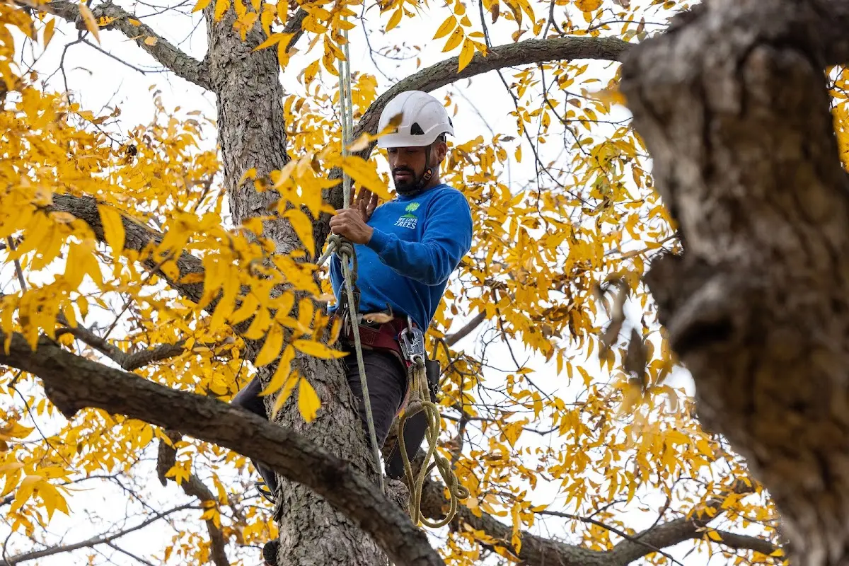 Skilled Tree Trimming crew working in Jamestown